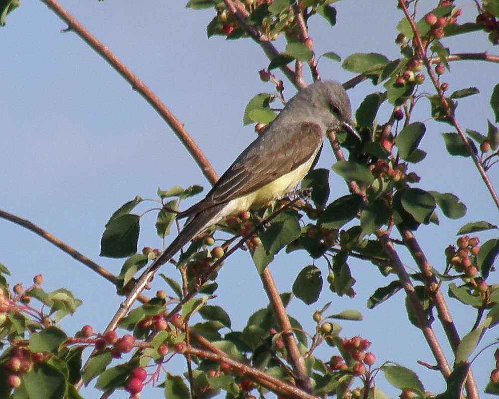 On Shrub - Side View<br>(Location of Picture: Okanogan, Washington, USA, 2009)