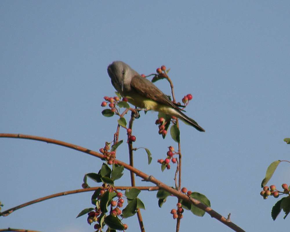 On Shrub - Angle View<br>(Location of Picture: Okanogan, Washington, USA, 2009)