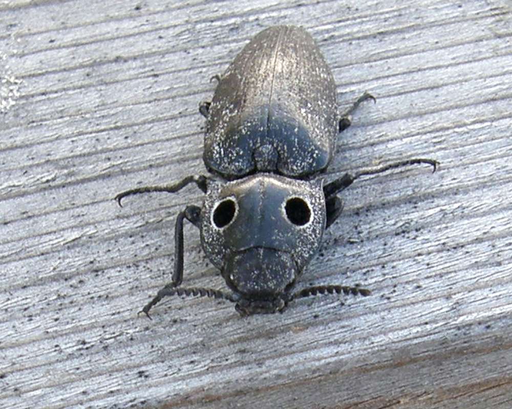 Front View in  Habitat<br>(Location of Picture: Neville Ridge, Wa, USA, 2009)