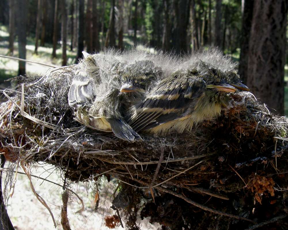 14  day Old Baby<br>(Location of Picture: Conconully, Washington, USA, 2009)