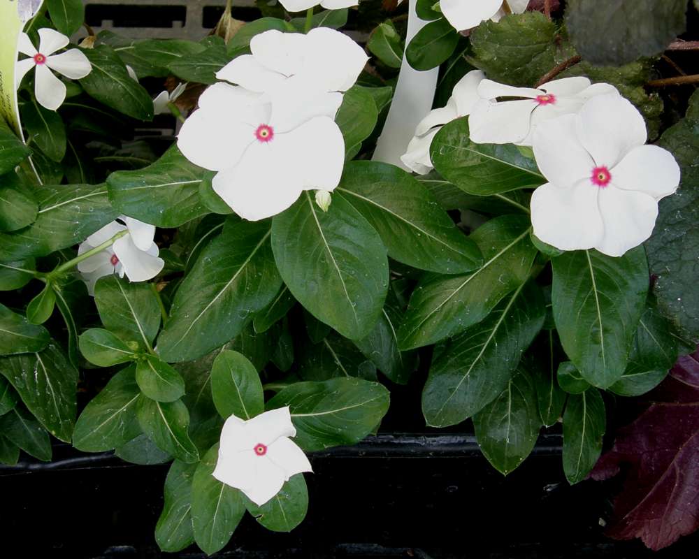 White Flowers and Leaves<br>(Location of Picture: Commercially Grown)