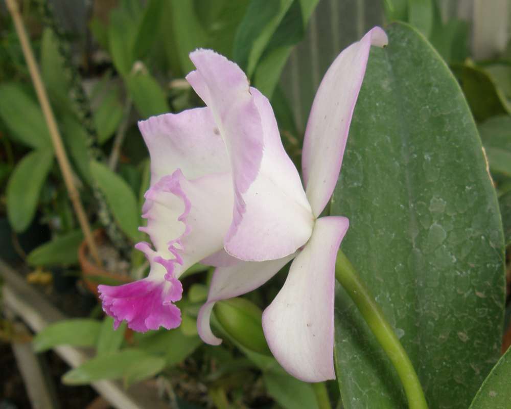 Flower - Side View<br>(Location of Picture: Private Garden, Washington, USA, 09)