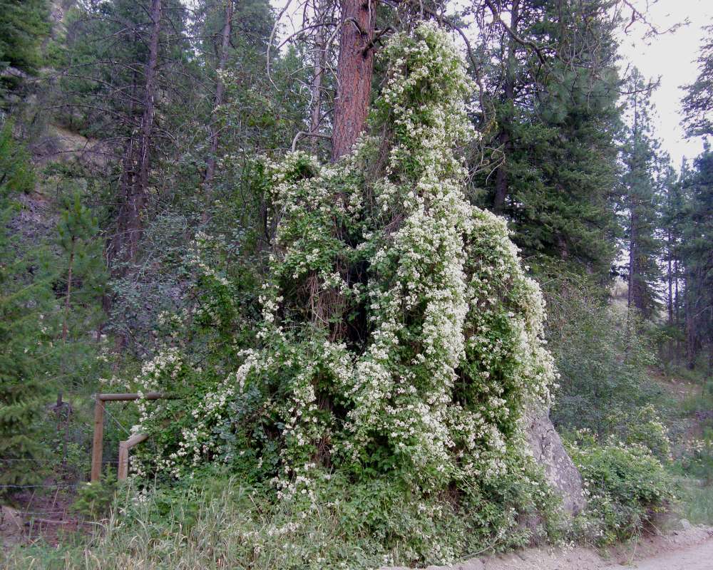 Habitat View On Tree<br>(Location of Picture: Salmon Creek, Washington, USA, 2009)