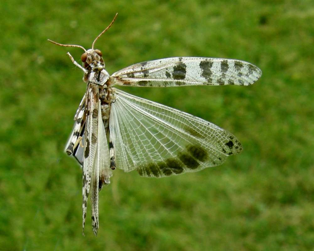 Spread Wing<br>(Location of Picture: Okanogan, Washington, USA, 2009)