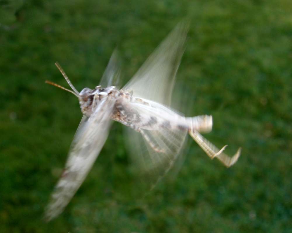 Flylilng<br>(Location of Picture: Okanogan, Washington, USA, 2009)
