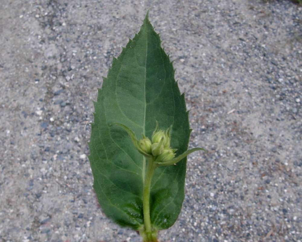 Leaf<br>(Location of Picture: Okanogan, Washington, USA, 2009)