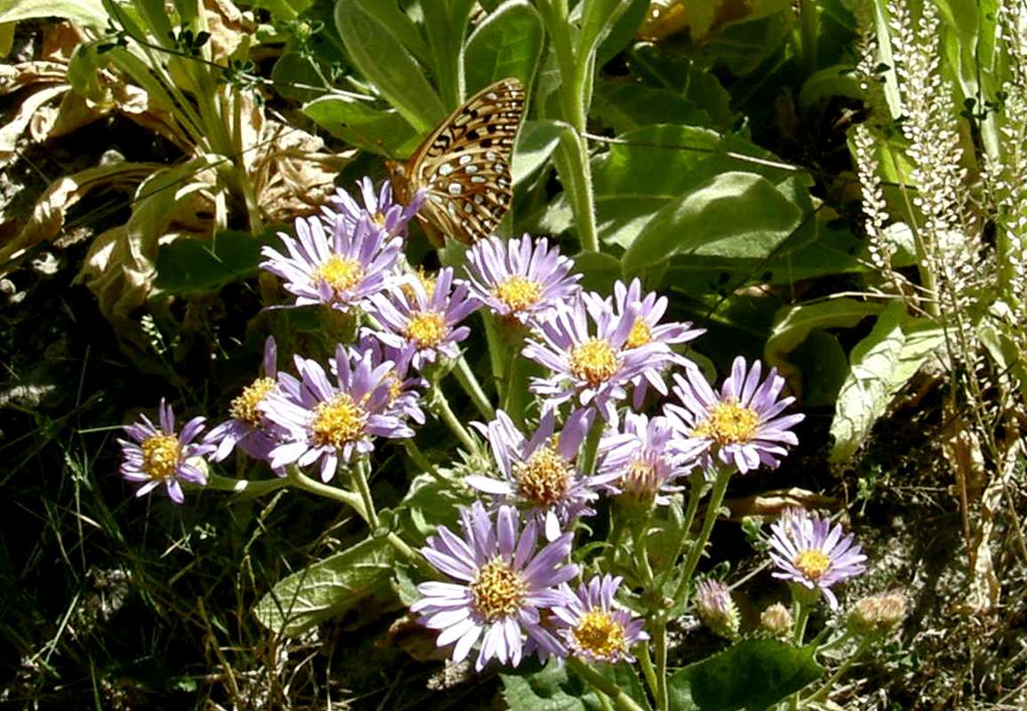 Flowers With Lepidoptera<br>(Location of Picture: Okanogan, Washington, USA, 2009)
