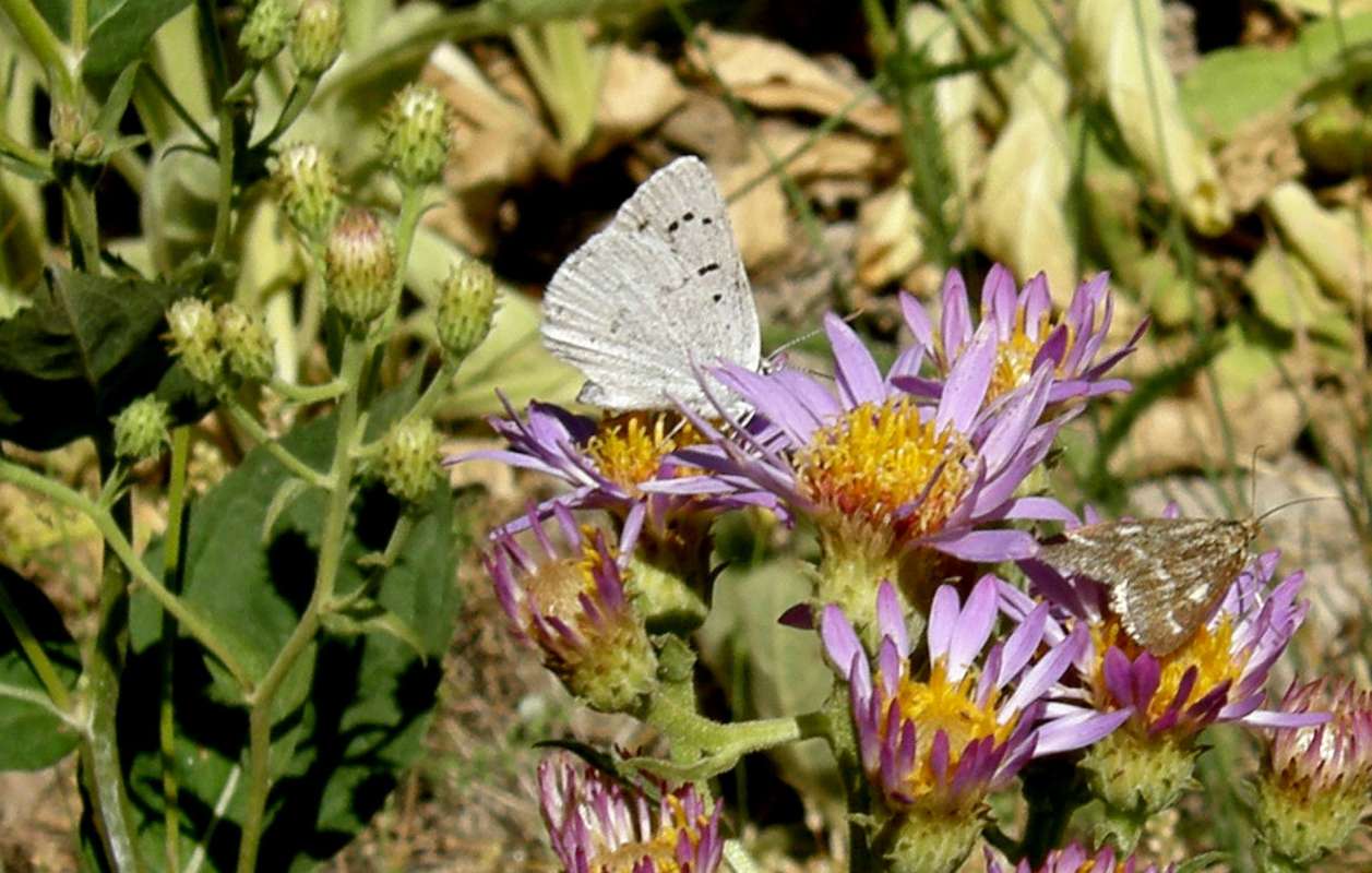 Flowers With Lepidoptera<br>(Location of Picture: Okanogan, Washington, USA, 2009)