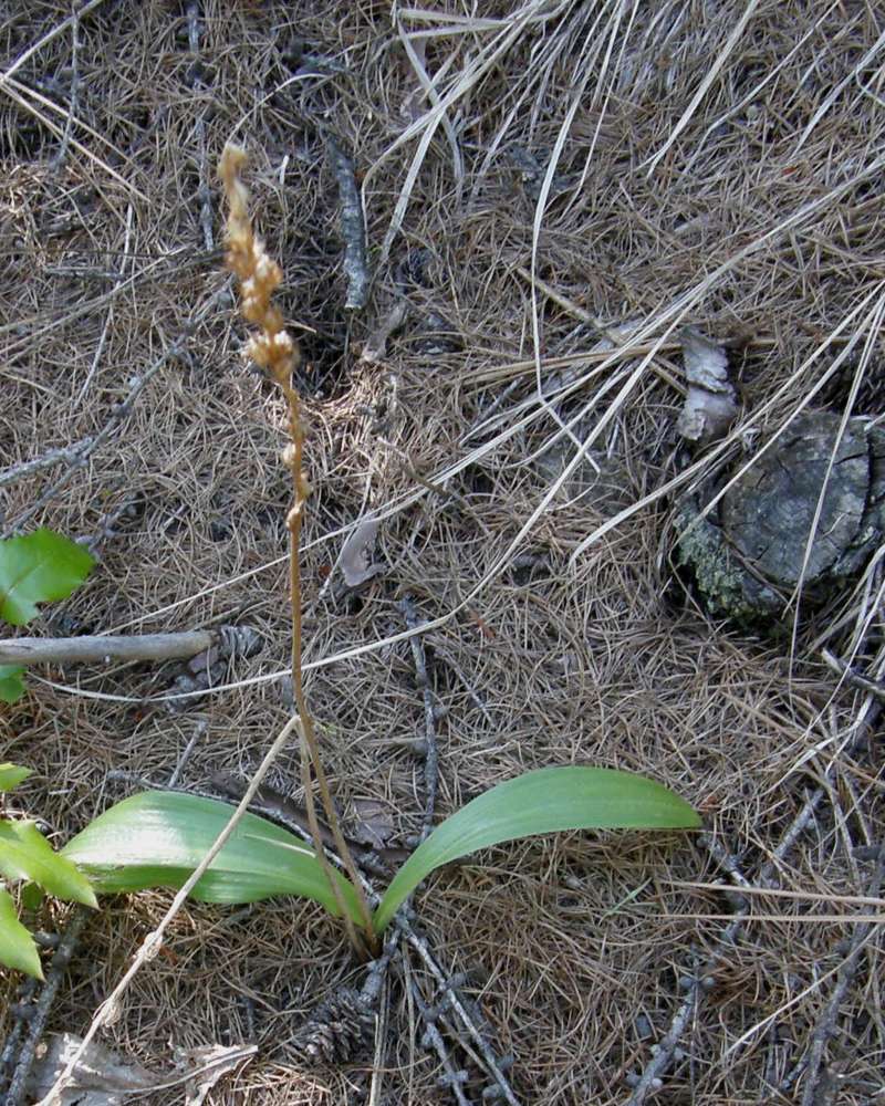 Silhouette Post Bloom in  Habitat<br>(Location of Picture: Conconully, Washington, USA, 2009)