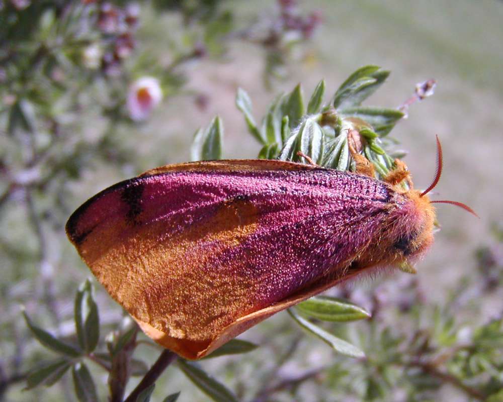 Habitat On Plant - Close View Of Wing<br>(Location of Picture: Okanogan, Washington, USA)