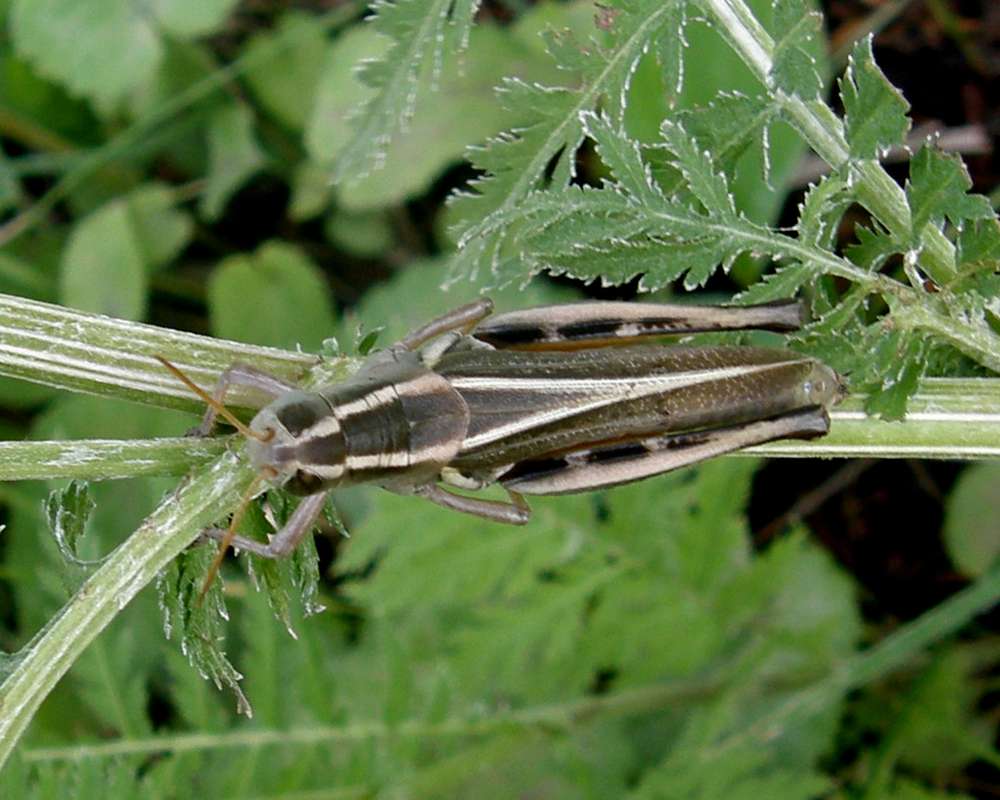 In Habitat - Dorsal View<br>(Location of Picture: Okanogan, Washington, USA, 2009)