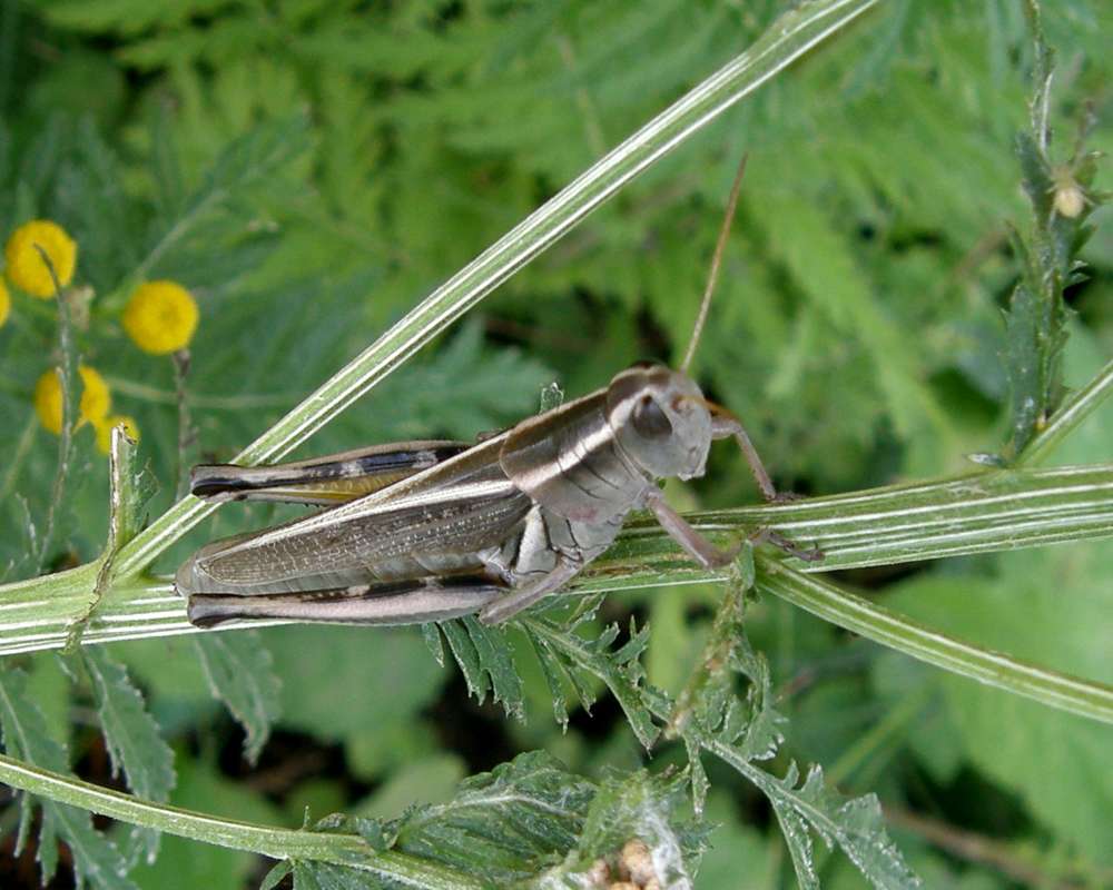 In Habitat - Angle View<br>(Location of Picture: Okanogan, Washington, USA, 2009)