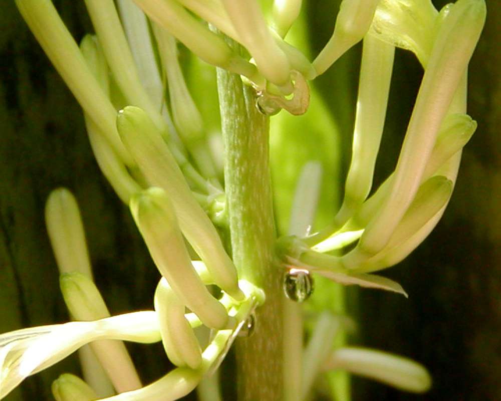 Flowers - Closest View<br>(Location of Picture: Private Home Okanogan, Wa, USA, '09)