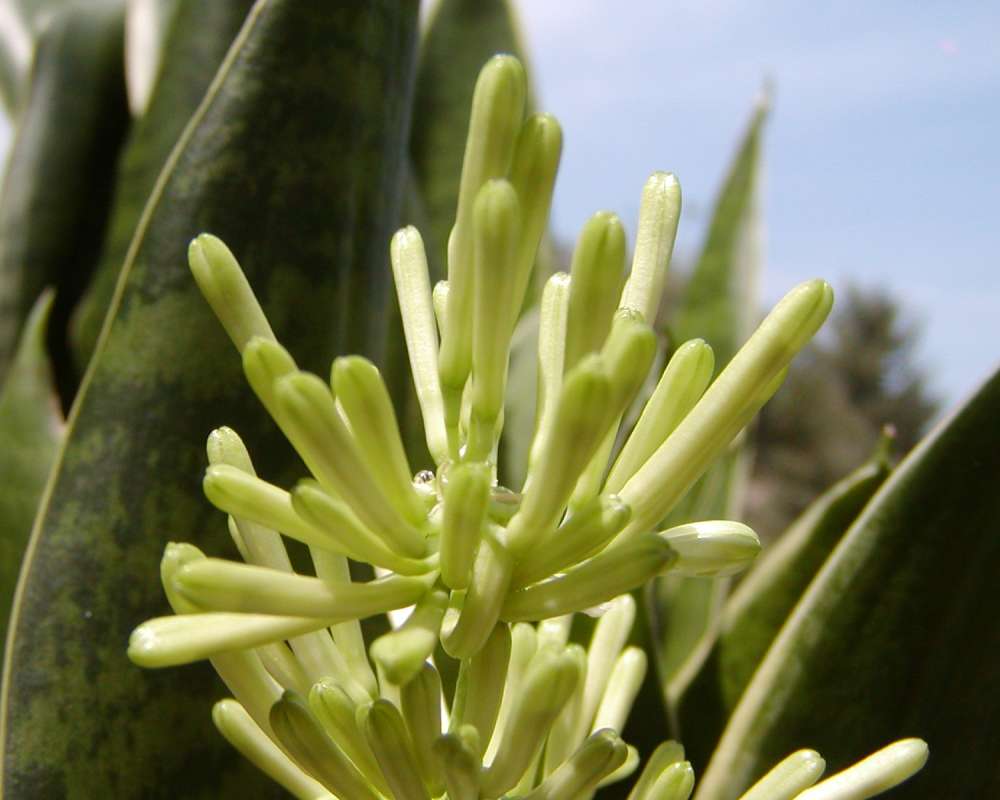Flower Buds<br>(Location of Picture: Private Home Okanogan, Wa, USA, '09)