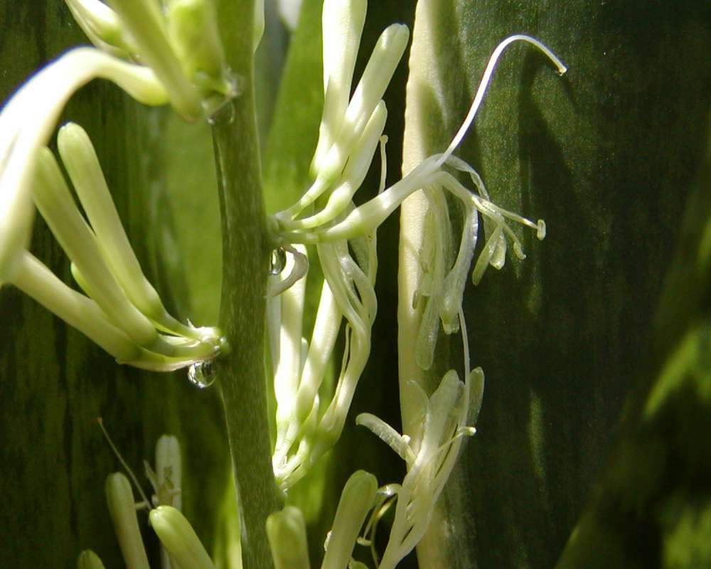 Flowre - Side View<br>(Location of Picture: Private Home Okanogan, Wa, USA, '09)