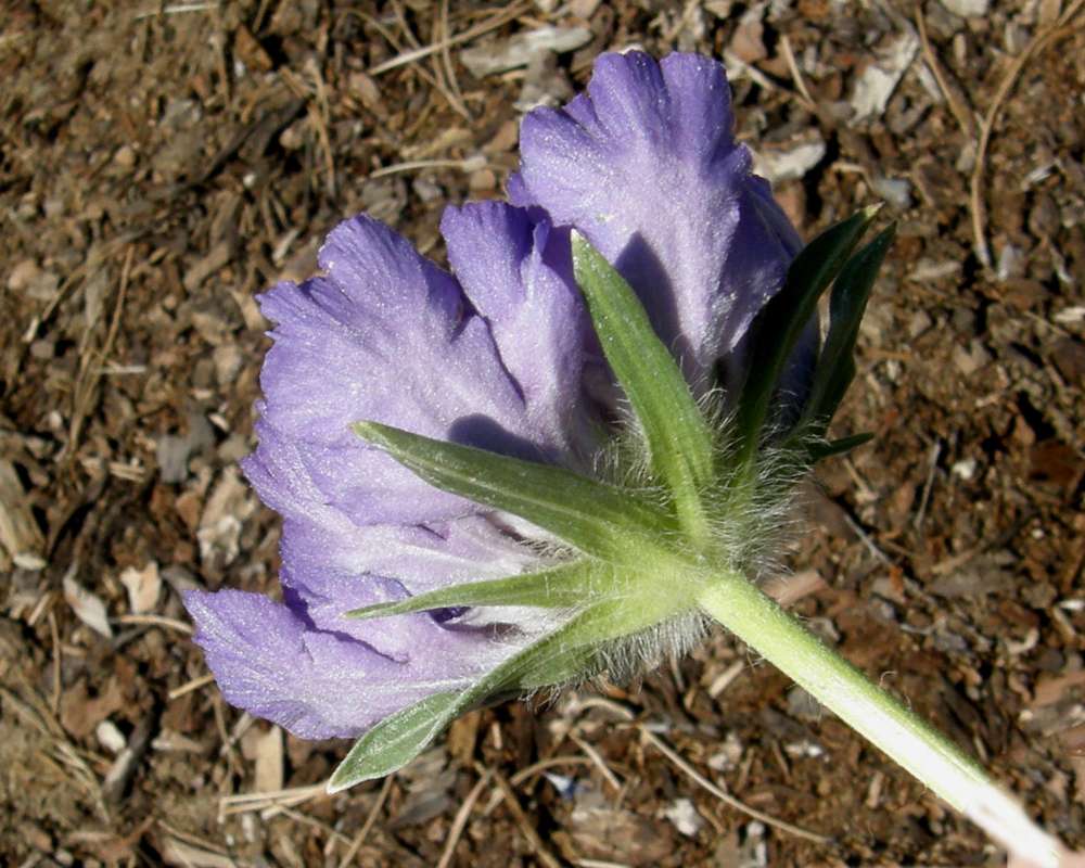 Flower - Rear View<br>(Location of Picture: Shady Creek Nursery, Washington, 09)