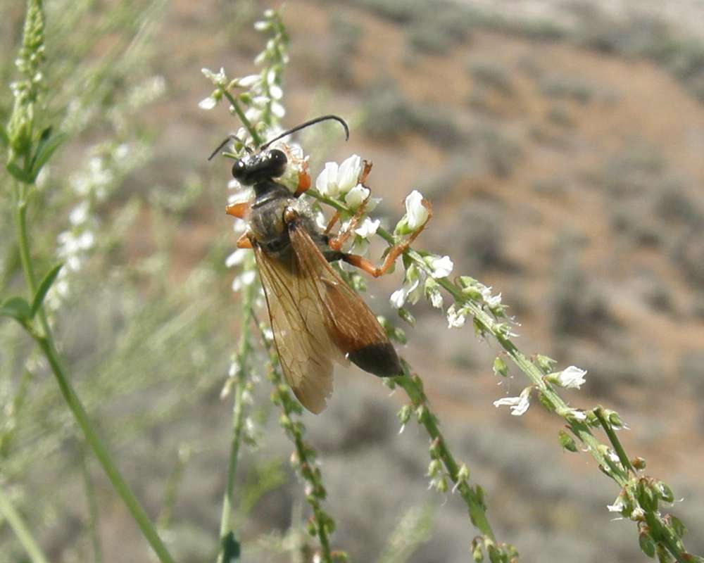 On Flowers<br>(Location of Picture: Okanogan, Washington, USA, 2009)
