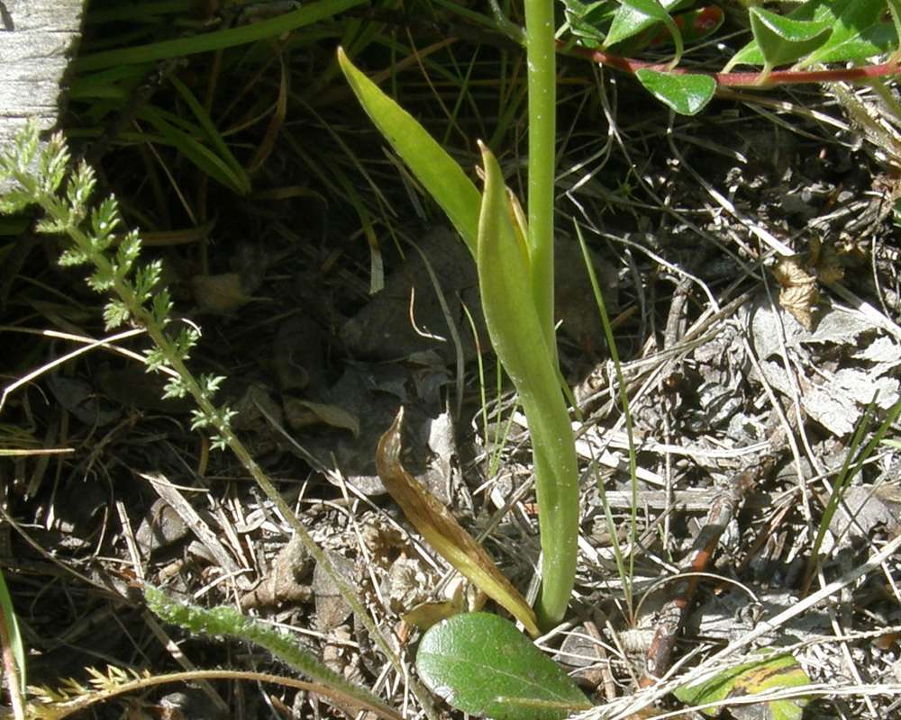 Base Of Plant Showing Leaf<br>(Location of Picture: Conconully, Washington, USA, 2009)