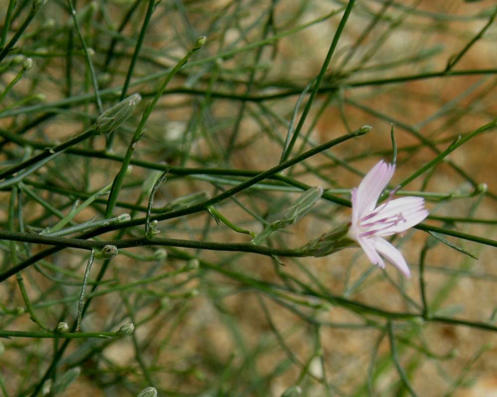 Flower - Side View With Leaves