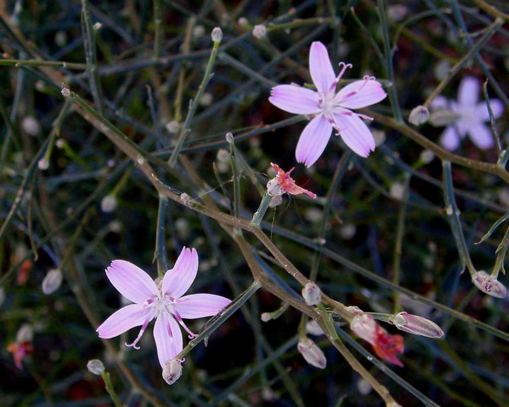 Flower - Front View