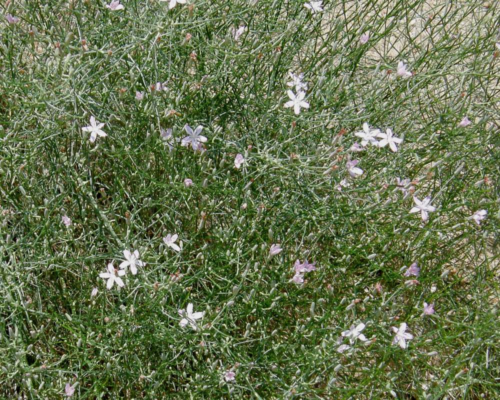Top Of Plant in  Bloom