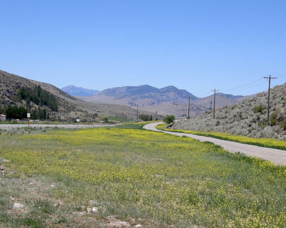 Field - Habitat<br>(Location of Picture: Conconully, Washington, USA, 2009)