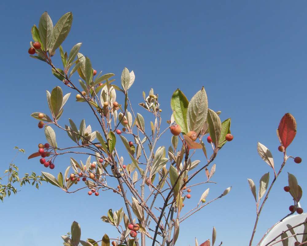 Top Of Plant With Fruit<br>(Location of Picture: Ornamental, Shady Creek, Wa, USA)