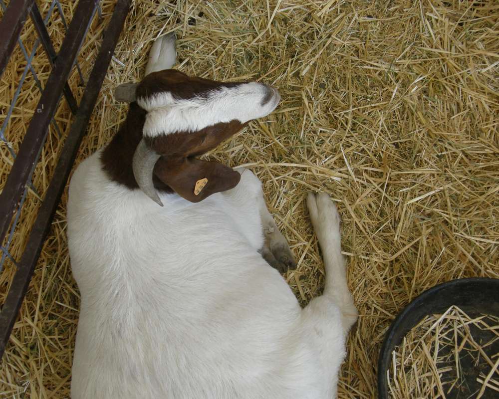 Okanogan, County Fair<br>(Location of Picture: Okanogan, Washington, USA, 2009)