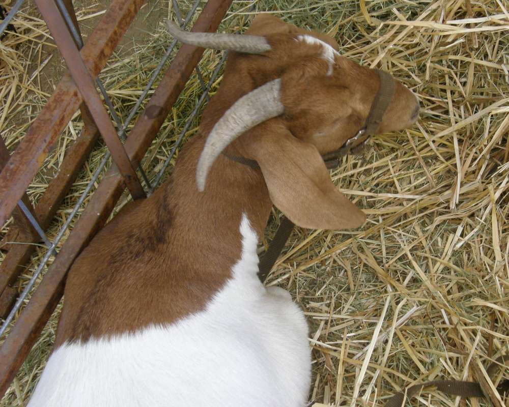 Okanogan, County Fair<br>(Location of Picture: Okanogan, Washington, USA, 2009)
