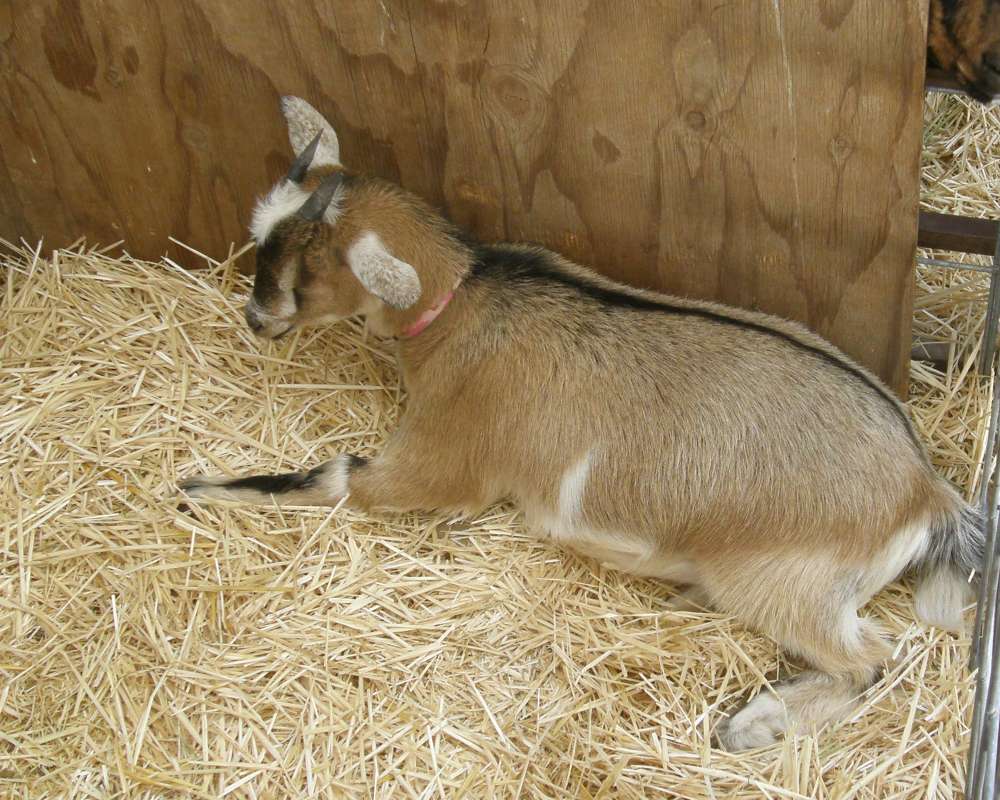 Side View At County Fair<br>(Location of Picture: Fair - Okanogan, Wa, USA, 2009)