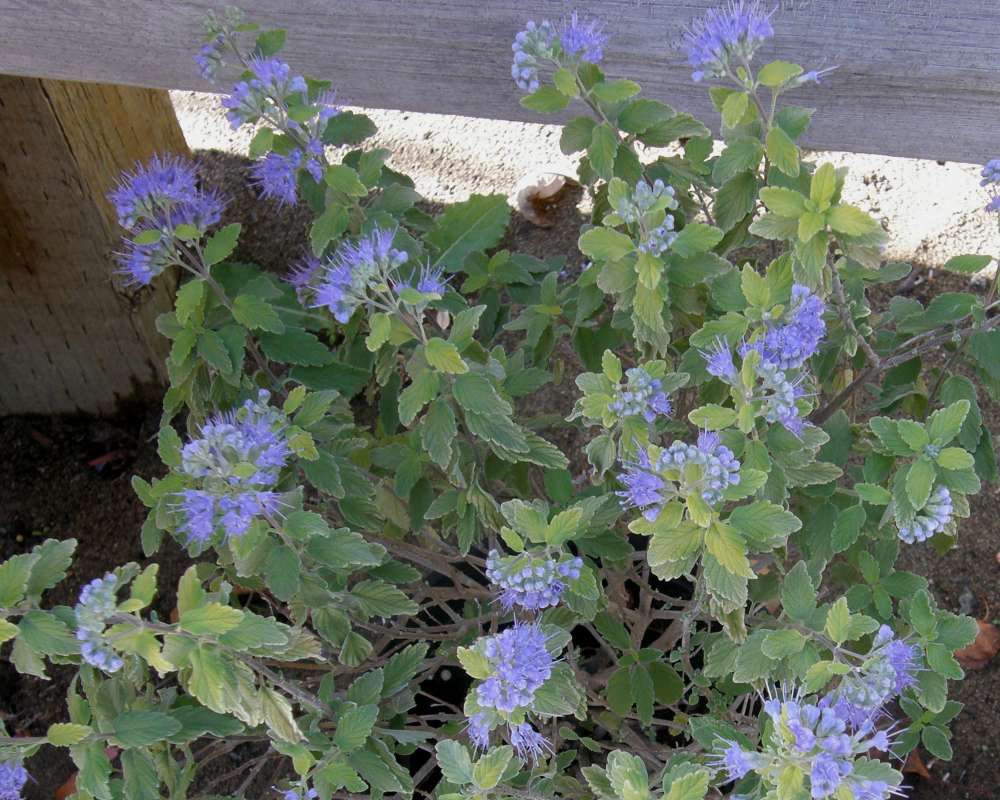 Garden View<br>(Location of Picture: Shady Creek Nursery, Wa, USA, 2009)