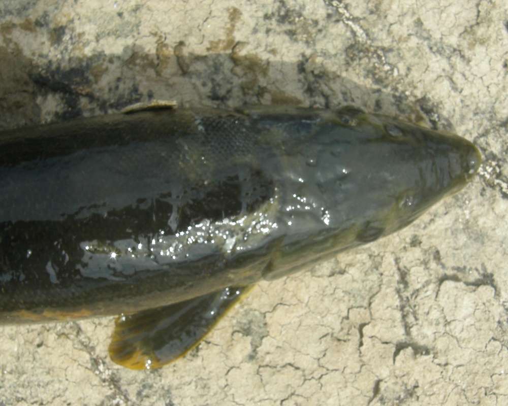 Dorsal View Of Head<br>(Location of Picture: Columbia River, Wa, 2009)