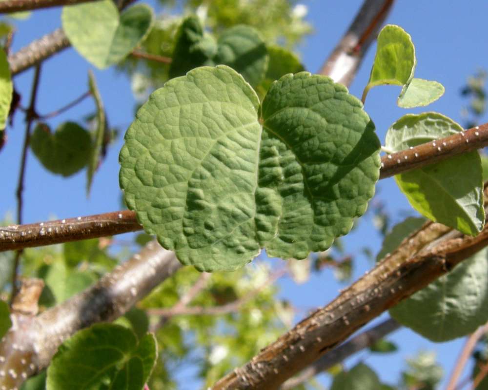 Leaf<br>(Location of Picture: Shady Creek Nursery, Wa, 2009)