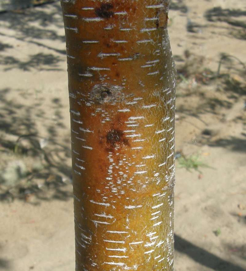 Bark<br>(Location of Picture: Shady Creek Nursery, Wa, 2009)