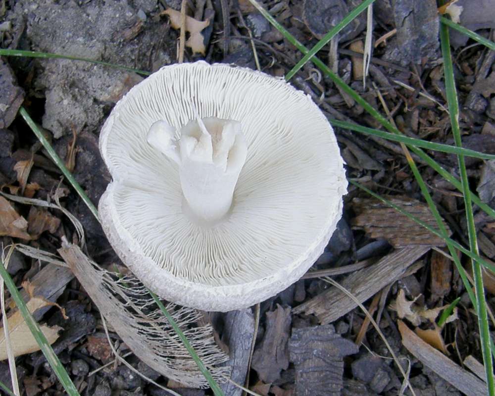 Gill View<br>(Location of Picture: Okanogan, Wa, USA, 2009)