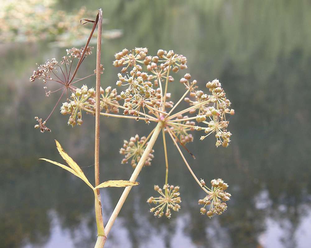 Seed Head