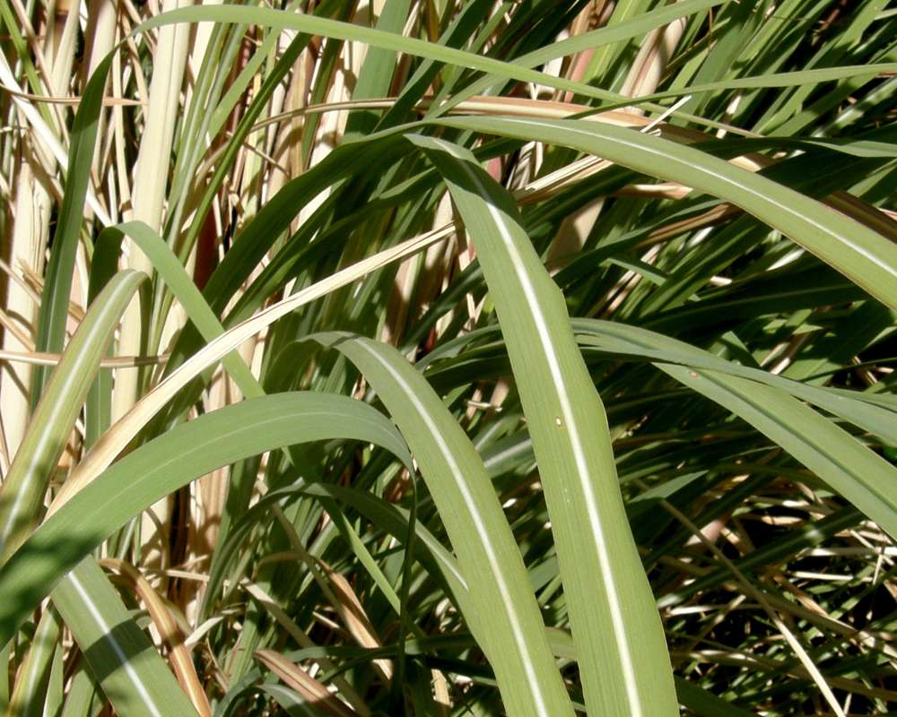 Close View Of Blade<br>(Location of Picture: Garden, Omak, Wa, USA, 2009)