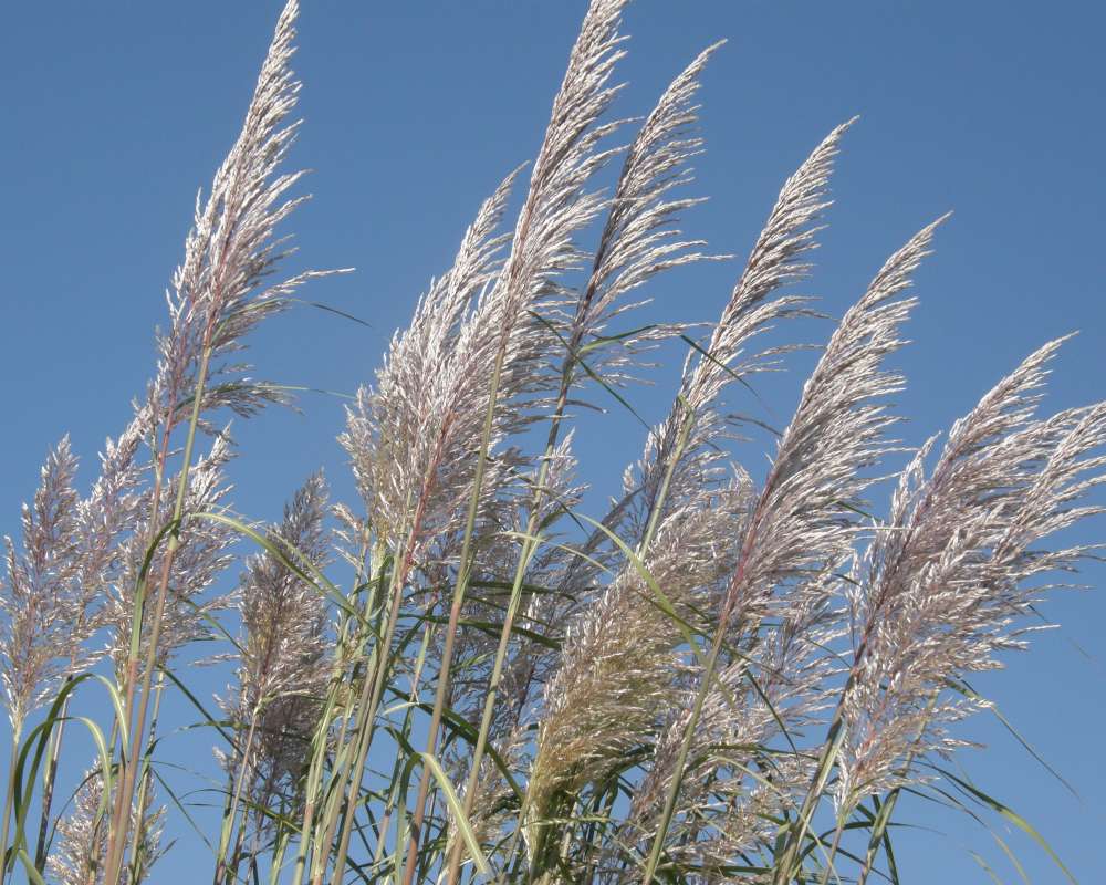 Seed Head<br>(Location of Picture: Garden, Omak, Wa, USA, 2009)