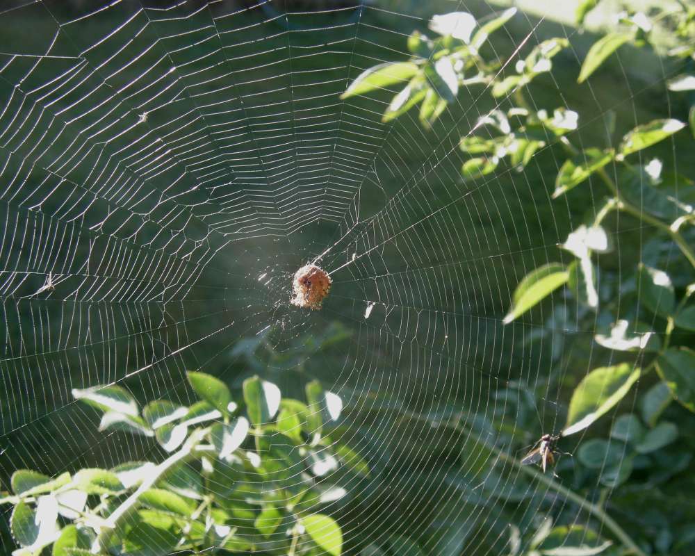 Web<br>(Location of Picture: Okanogan, Washington, USA, 2009)