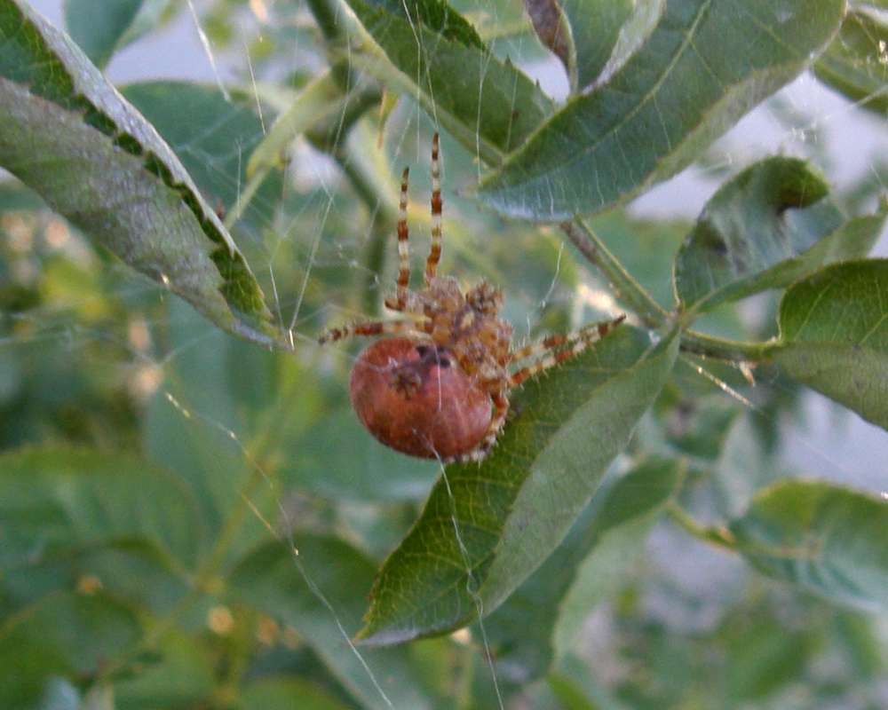 Underside View On Web<br>(Location of Picture: Okanogan, Washington, USA, 2009)