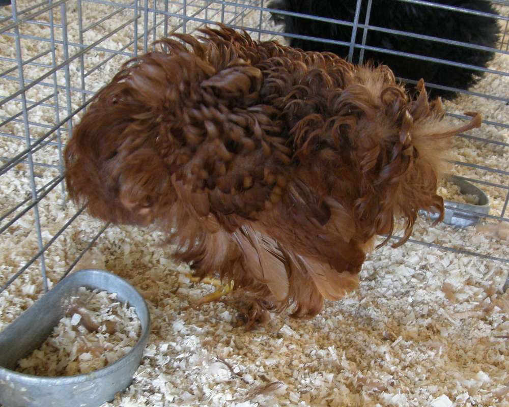 Full view - Brown<br>(Location of Picture: Okanogan Co Fair, Washington, 2009)
