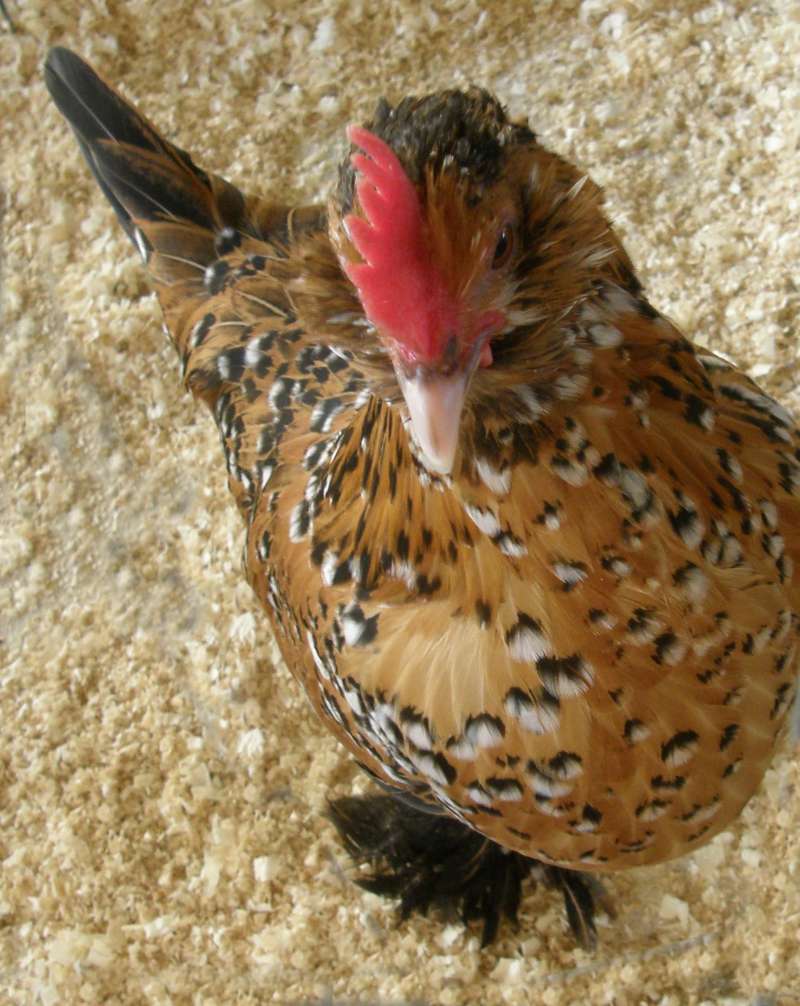 Top View of Head<br>(Location of Picture: Okanogan, Wa., USA, 2009)