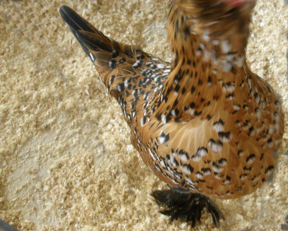 Close View of Breast<br>(Location of Picture: Okanogan, Wa., USA, 2009)