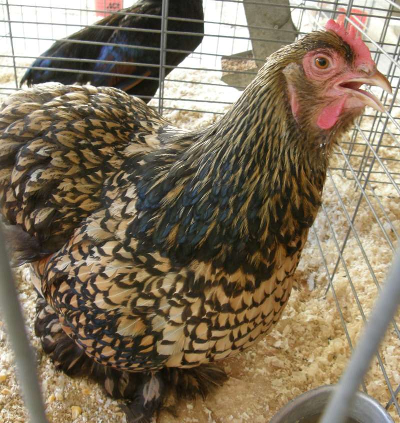 Side View of Head and Breast<br>(Location of Picture: Okanogan, Wa., USA, 2009)