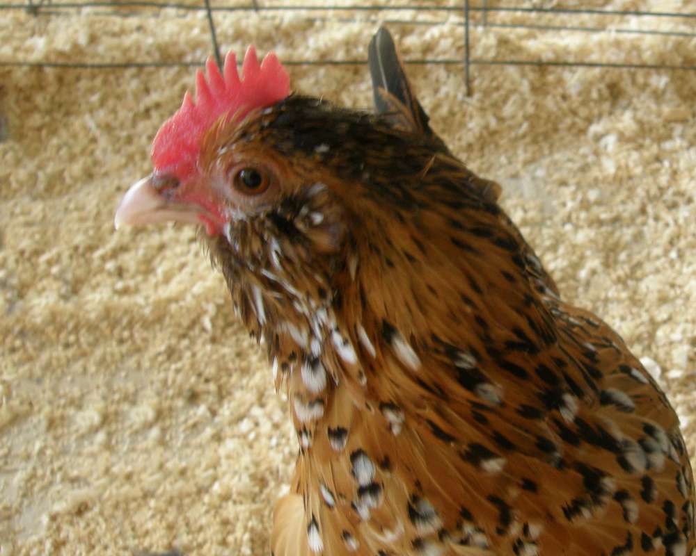 Side View of Head<br>(Location of Picture: Okanogan, Wa., USA, 2009)