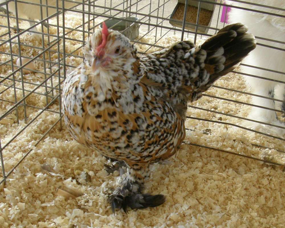 Front View<br>(Location of Picture: Okanogan, Wa., USA, 2009)