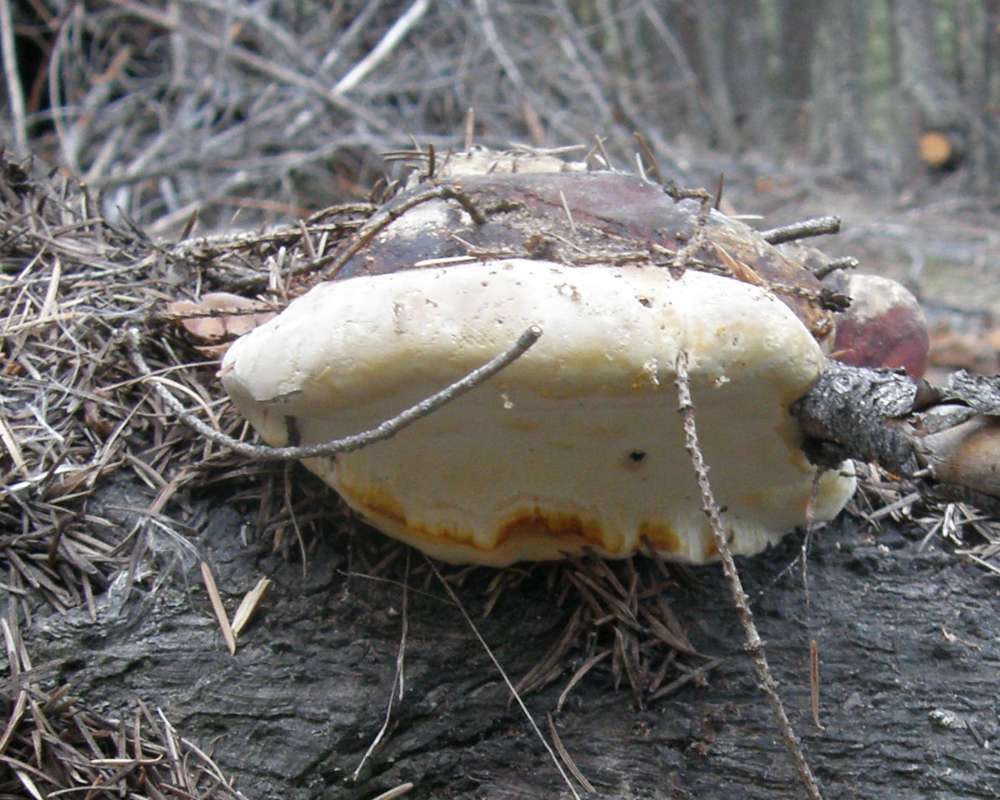 Side View<br>(Location of Picture: Rock Lake, Washington, USA, 2009)