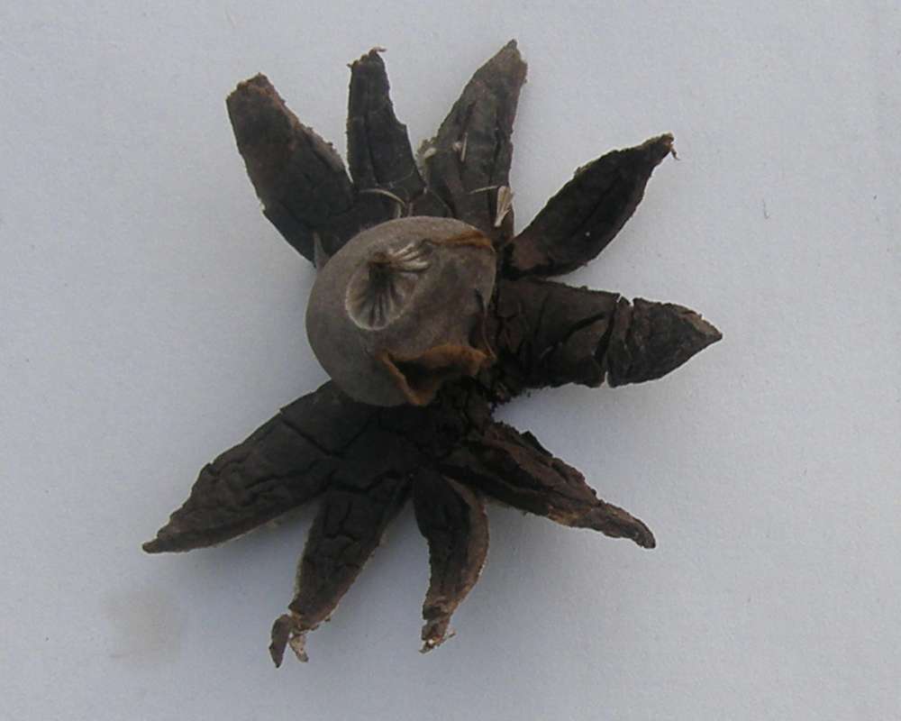 Angle View Of Dried Specimen<br>(Origin of the Specimen: Nevill Ridge, Washington, USA, 2009)