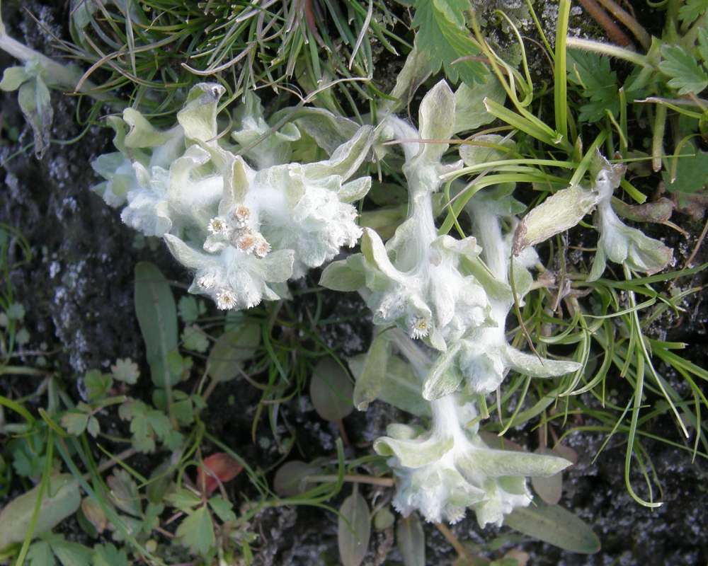 Top Of Plant in  Bloom