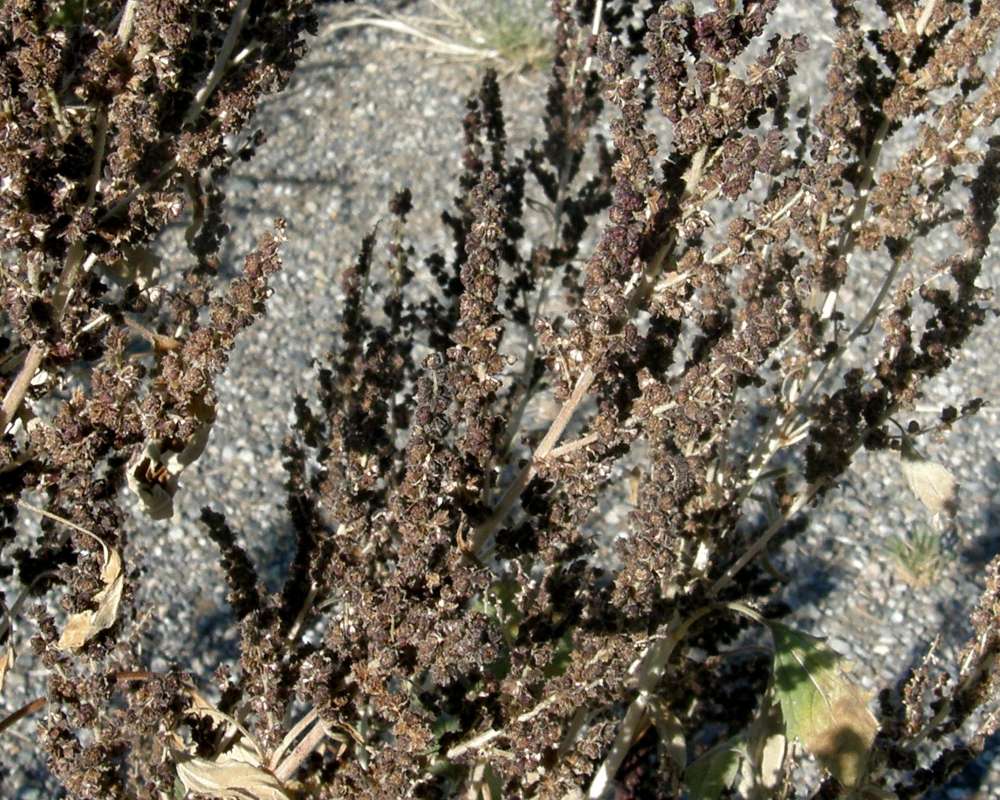 Seeds<br>(Location of Picture: Okanogan, Wa, USA, 2009)